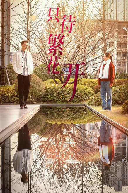 只待繁花开全集