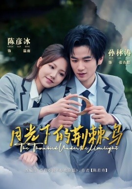 月光下的荆棘鸟全集